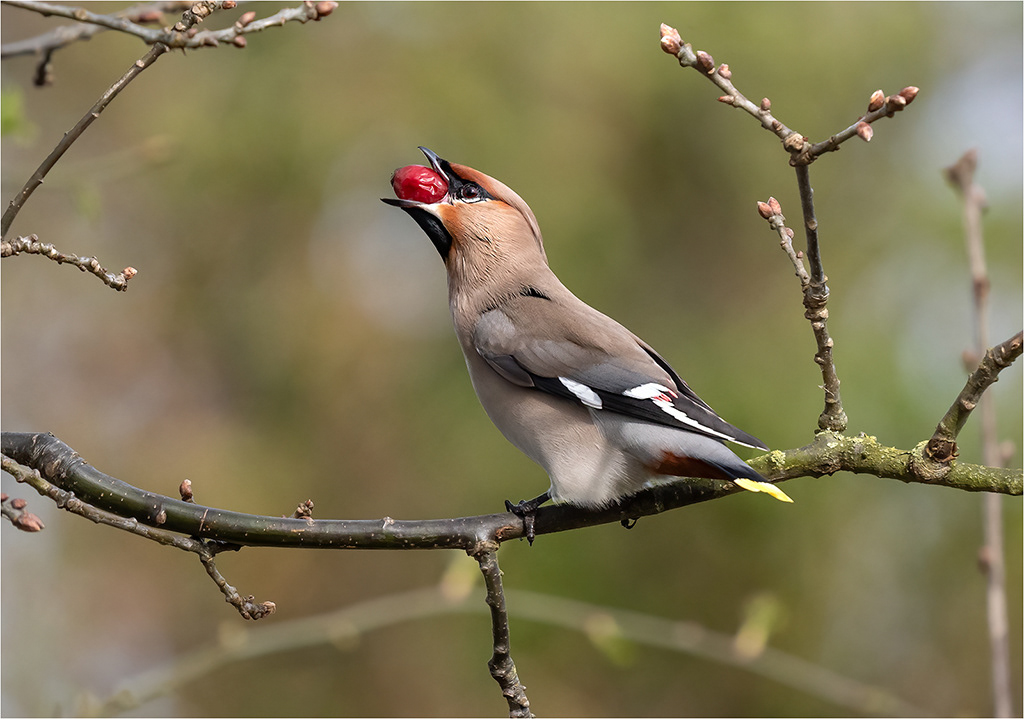 Waxwing