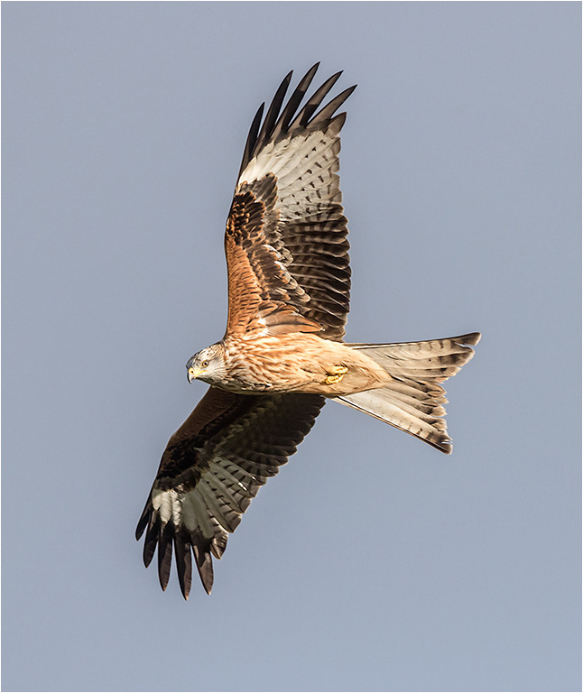 Red Kite