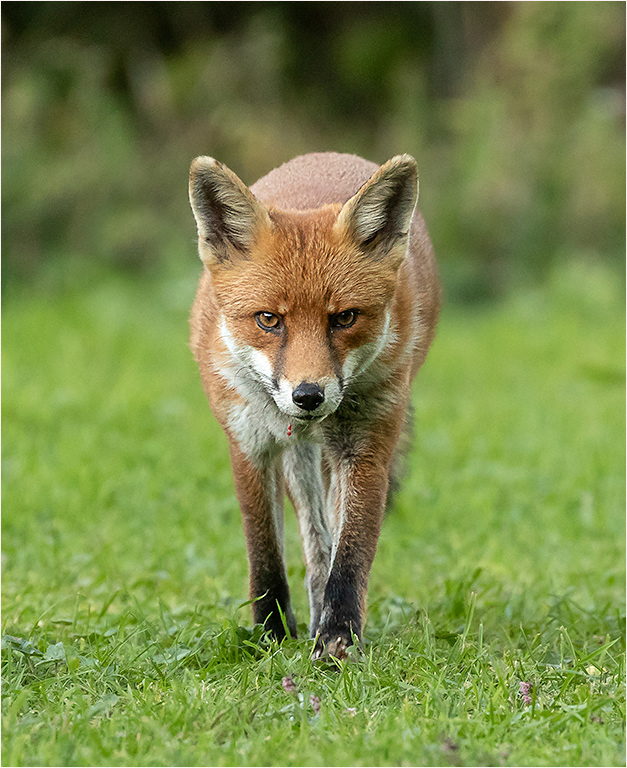 Fox