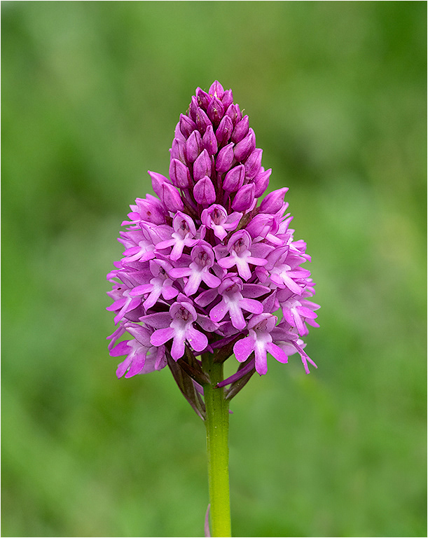 Pyramidal Orchid