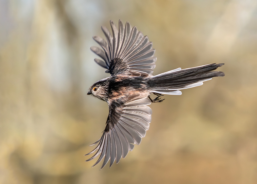 Long Tailed Tit