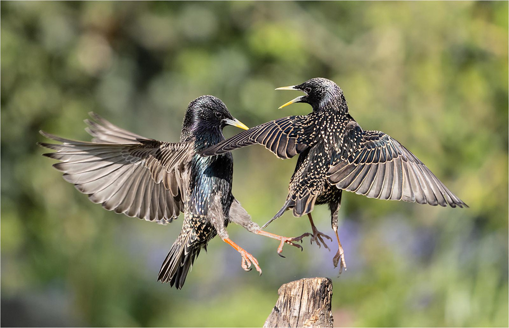 Starlings Fighting