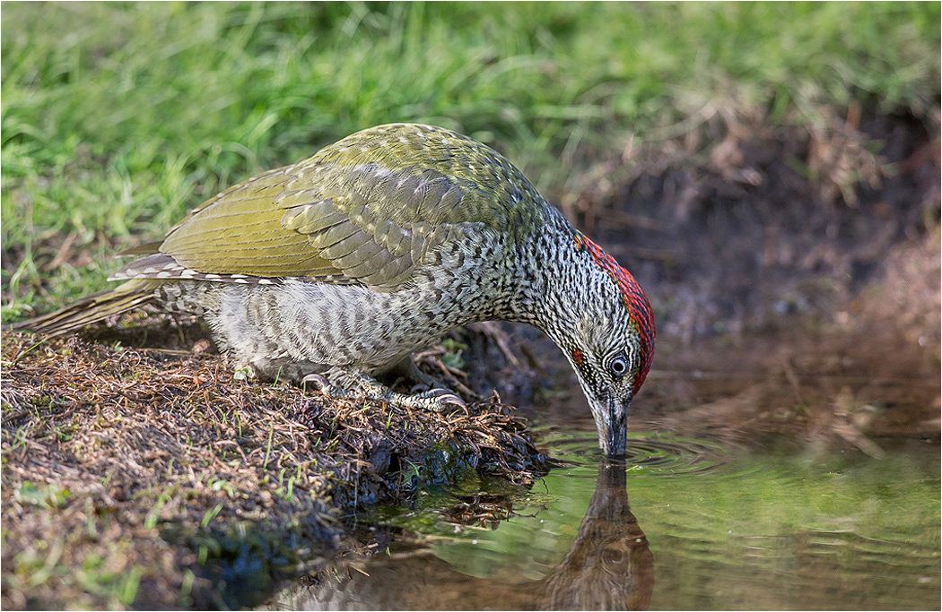 Green Woodpecker