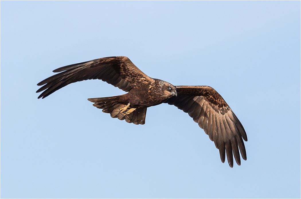 Marsh Harrier