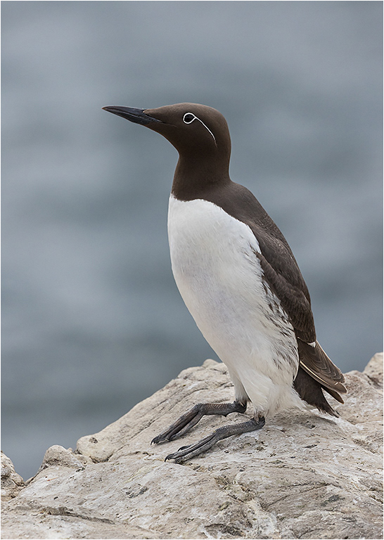Guilimott - Farne Isles