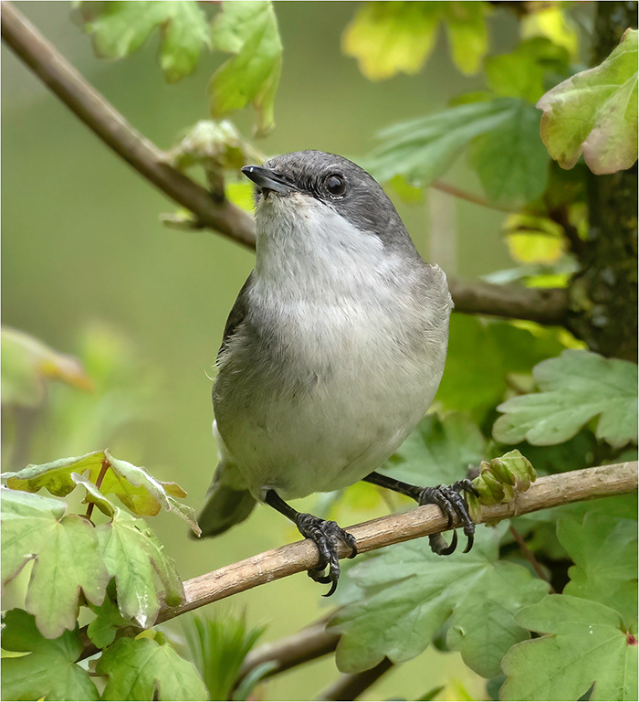 Lesser Whitethroat