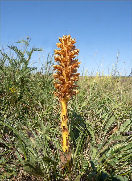 Knapweek Broomrape