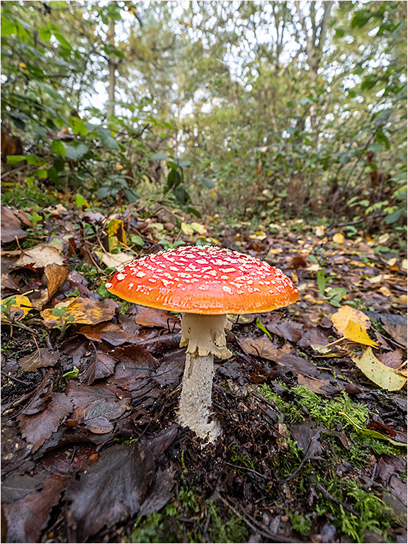 Fly Agaric