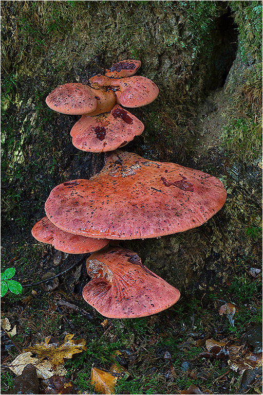 Beefsteak Fungi