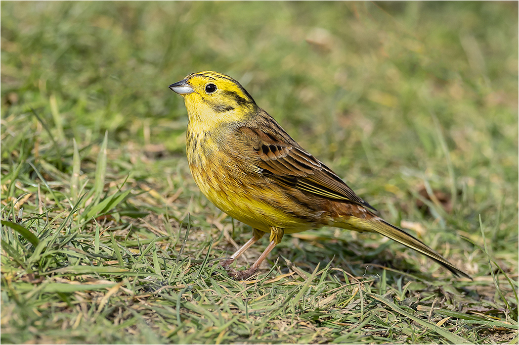 Yellow Hammer