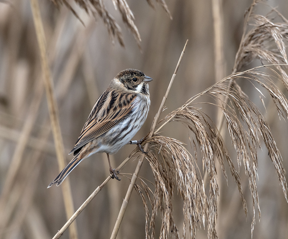 Reed