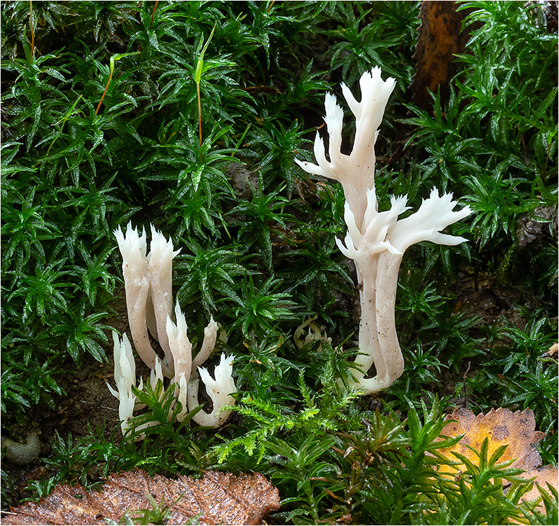 White Coral Fungi