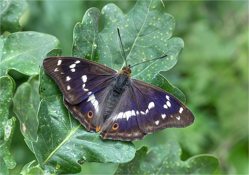 Purple Emperor