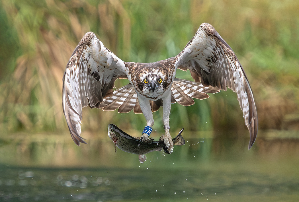 Osprey