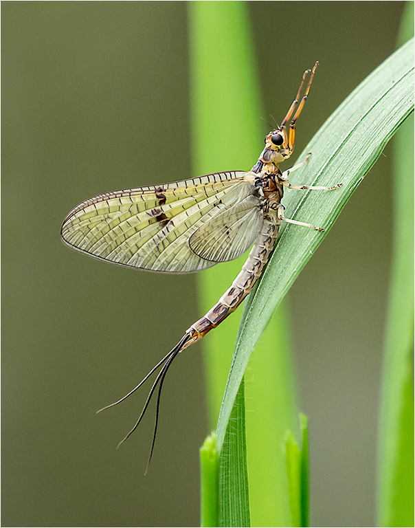 Mayfly