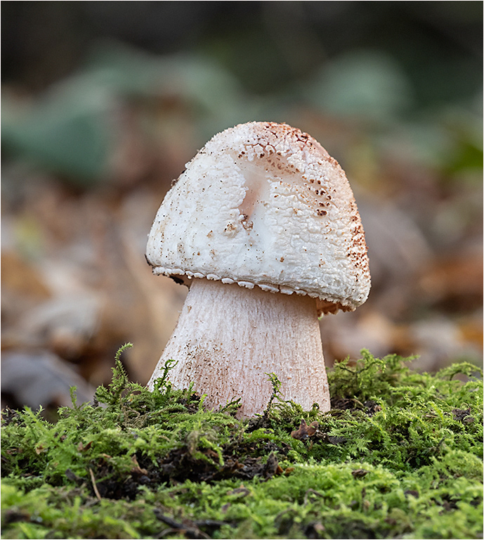 Blusher Fungi