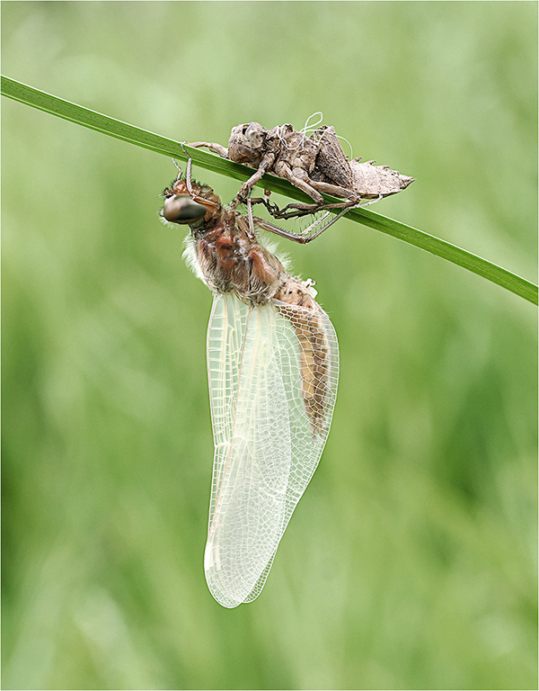Emerging Dragonfly