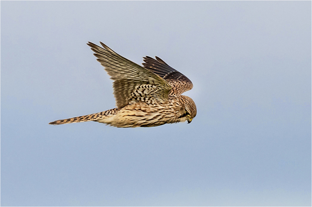 Kestrel