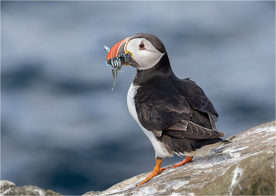 Puffin with Sand Eels