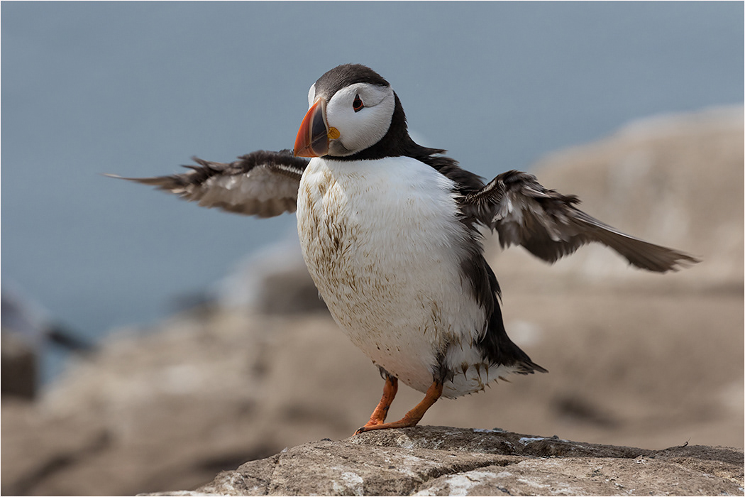 Puffin Stretching