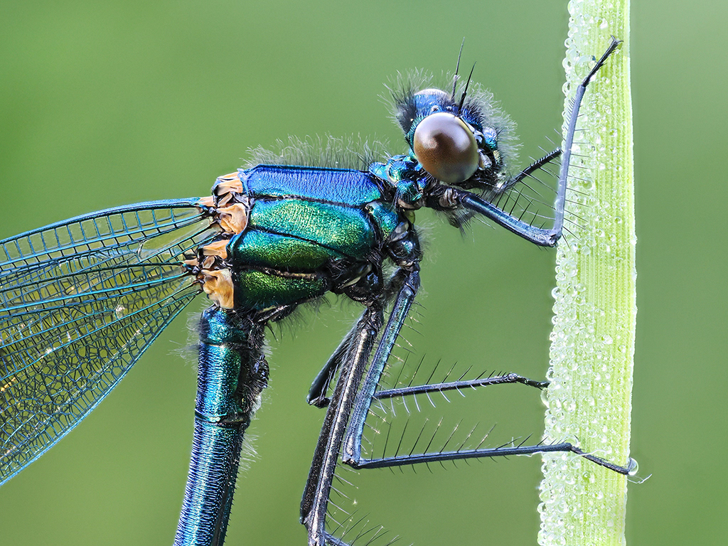 Male Banded Close up