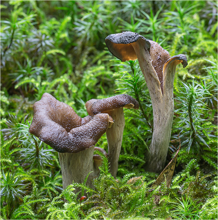 Horn of Plenty