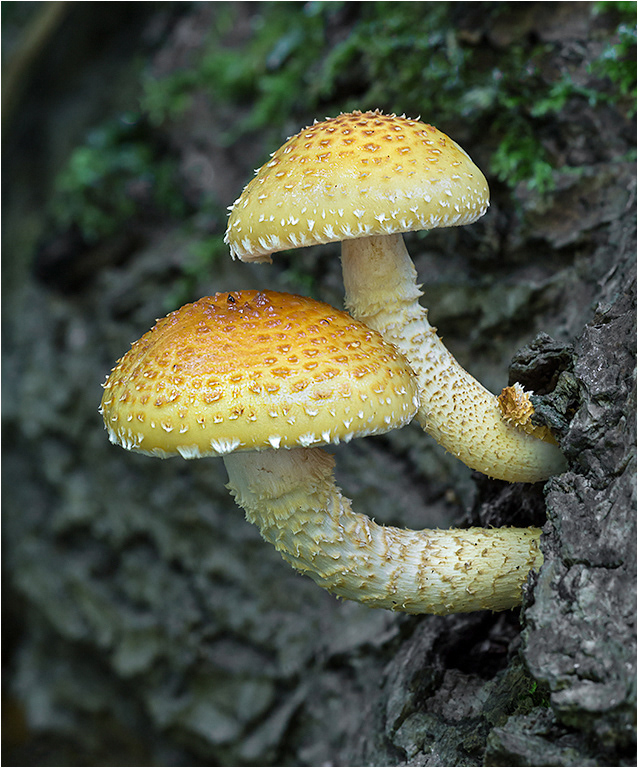 Shaggy Pholiota