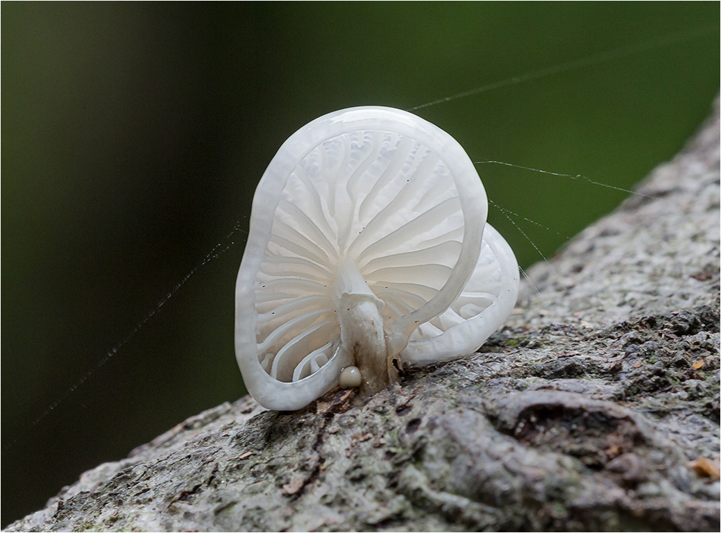 Porcelain Fungus