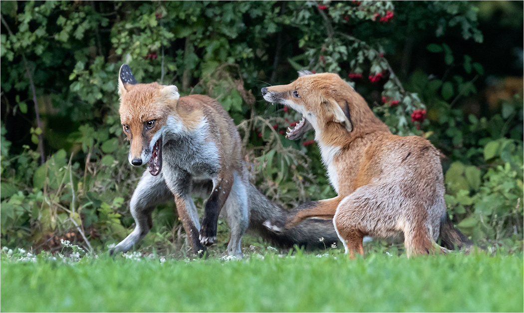 Fox - Cubs Fighting