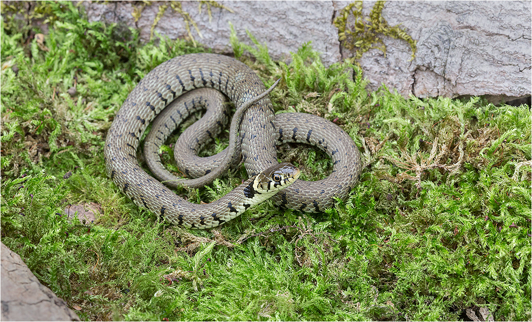 Grass Snake