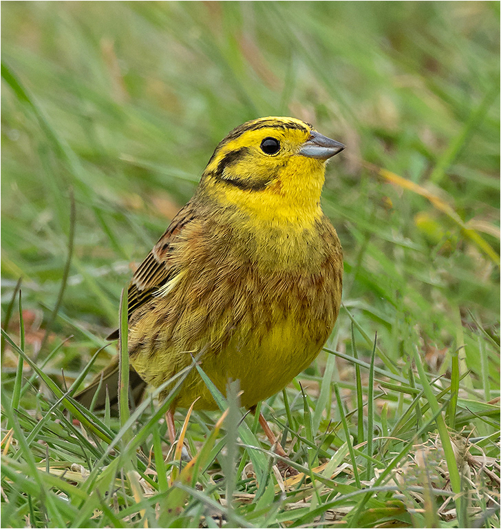 Yellow Hammer