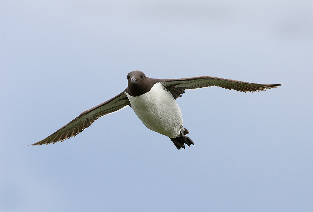 Guilimott - Farne Isles