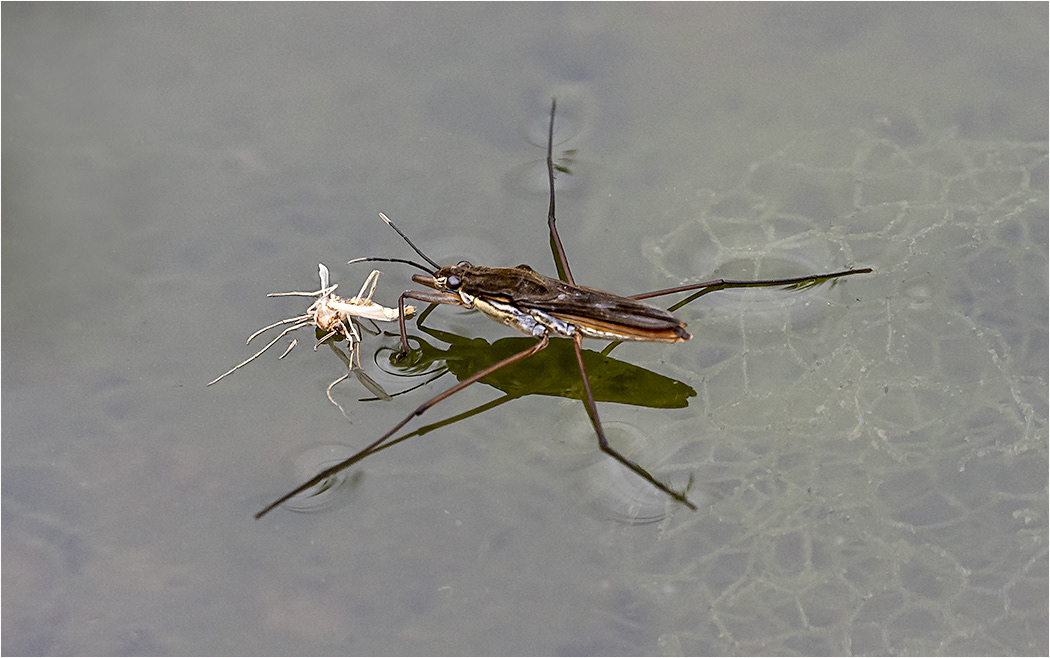 Pond Skater