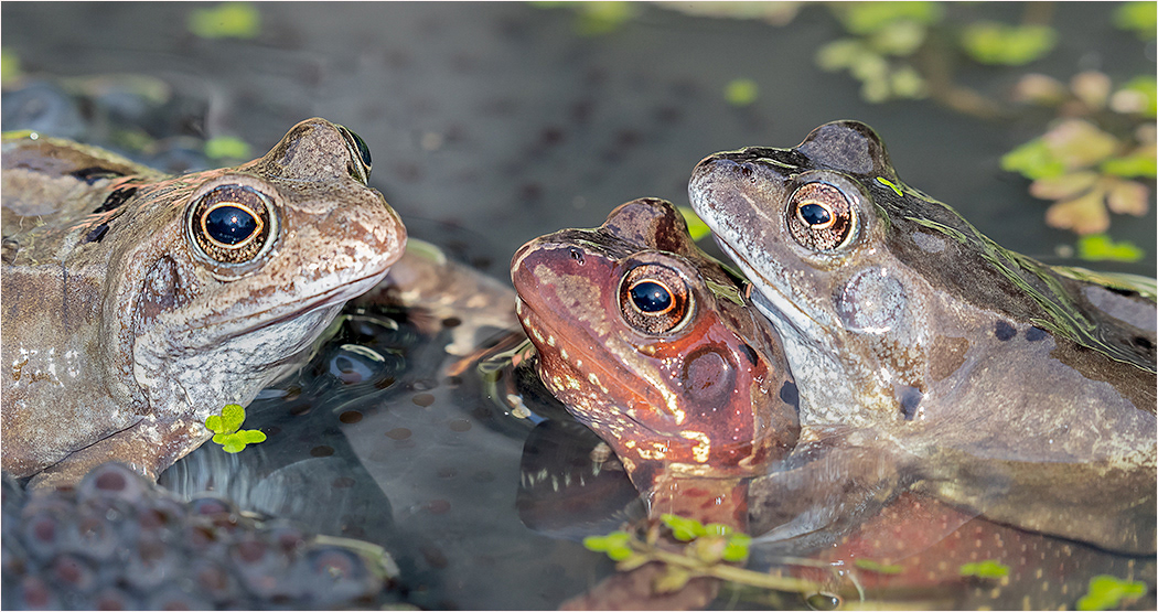 Frogs