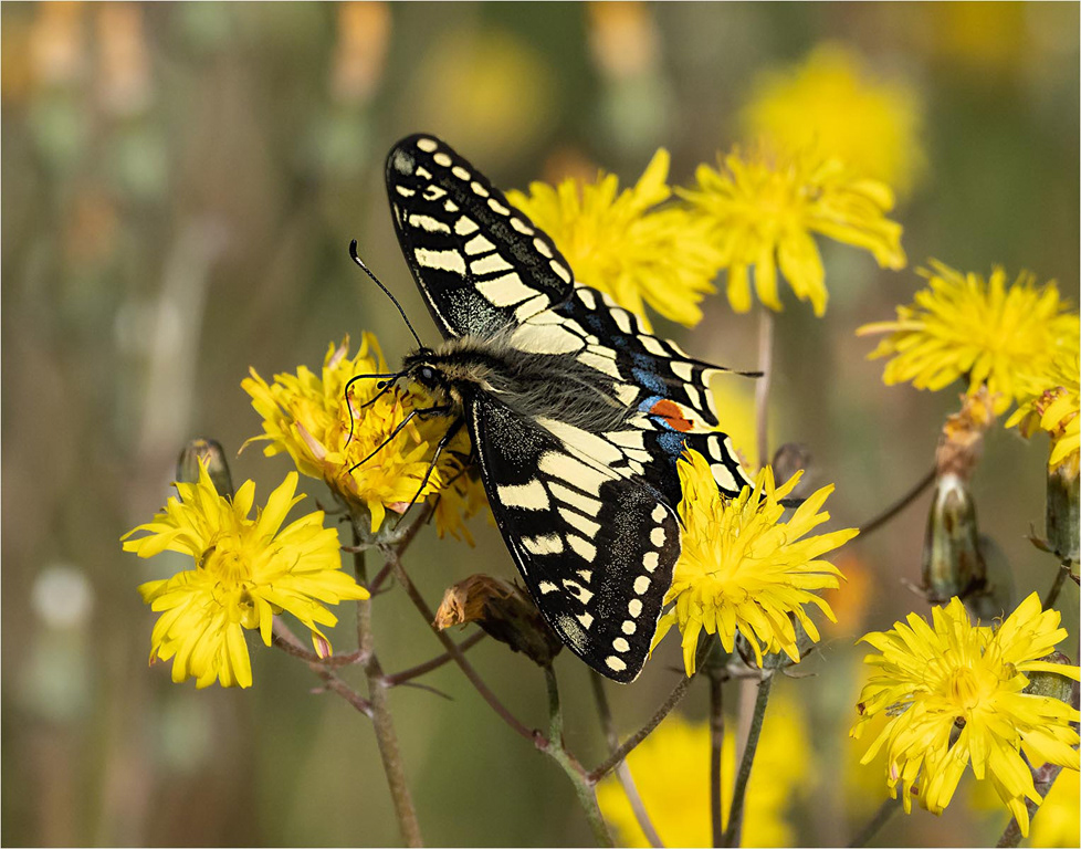 Swallowtail
