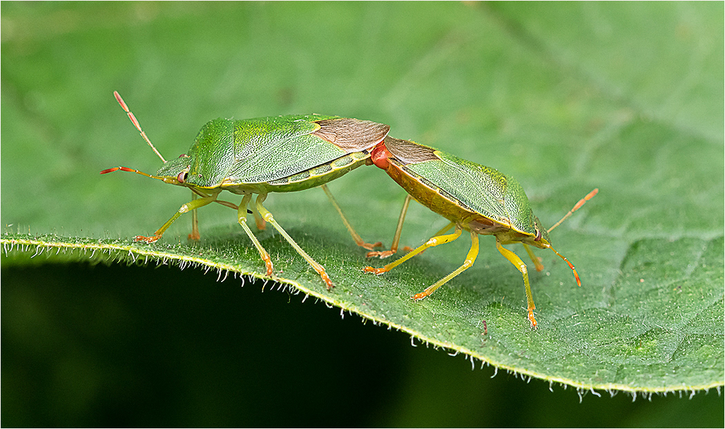 Green Shield Bugs - Mating