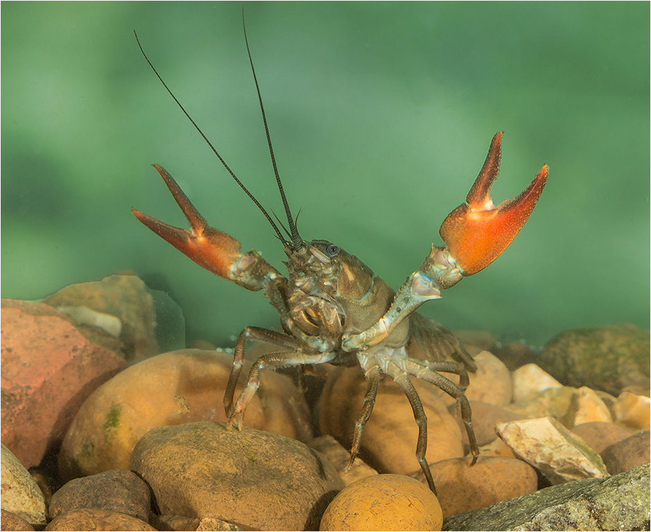 Signal Crayfish