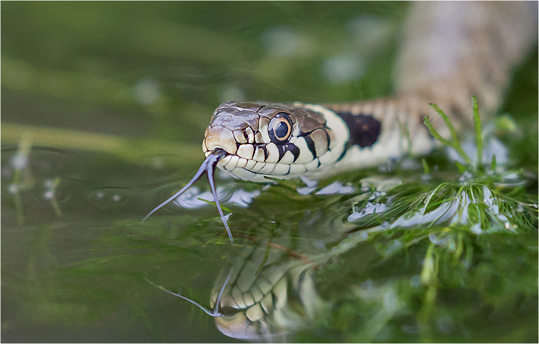 Grass Snake