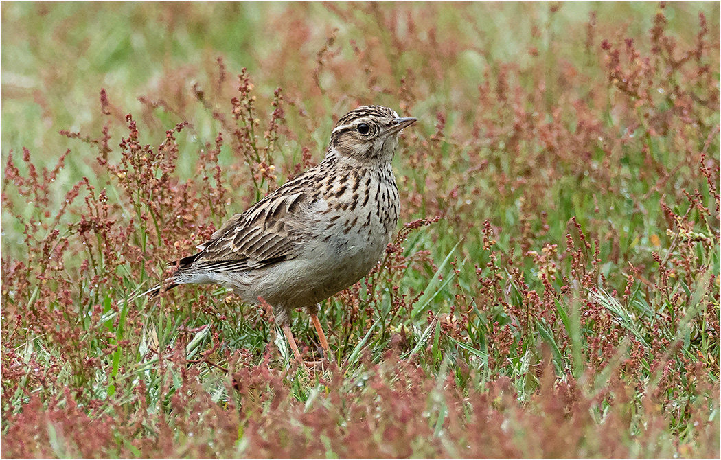 Woodlark
