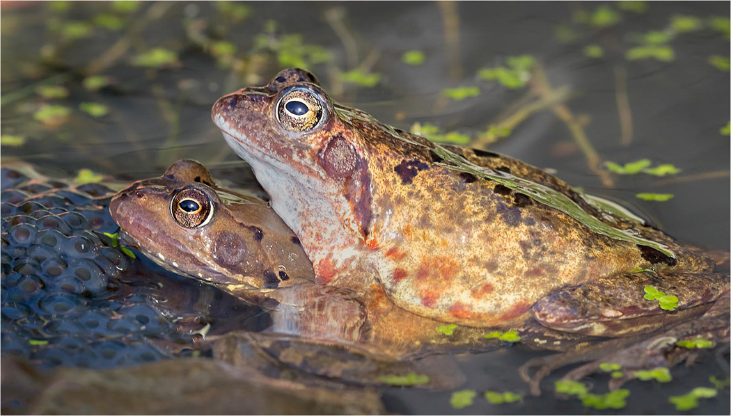 Frogs