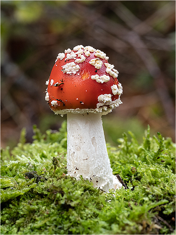 Fly Agaric