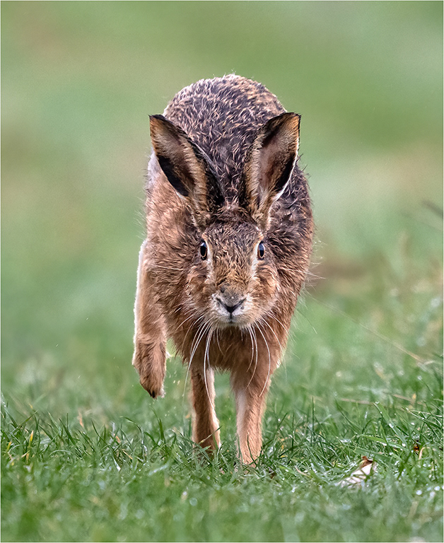 Hare Running