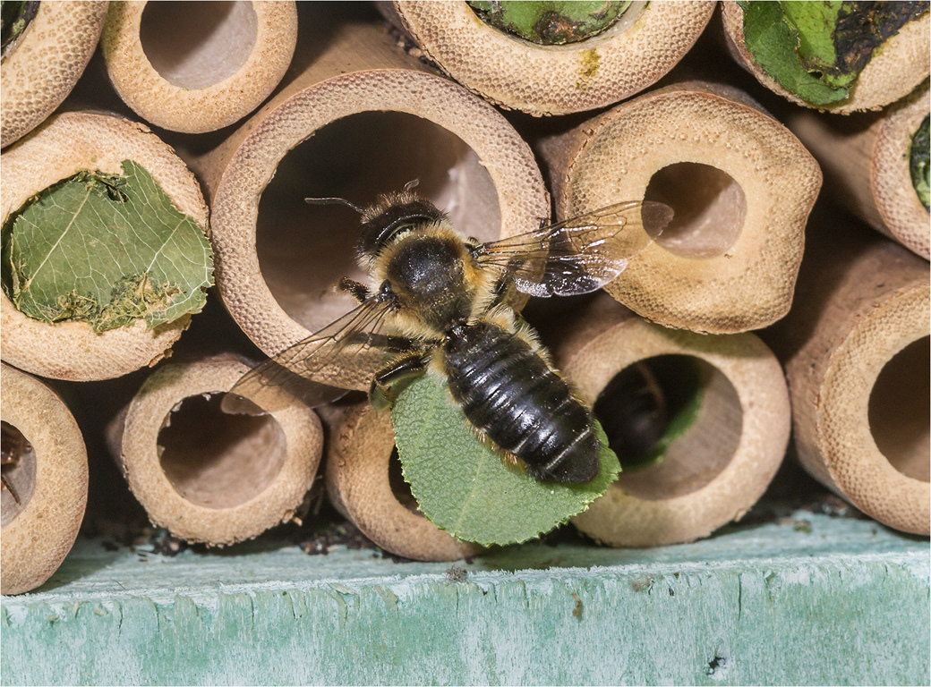 Leaf Cutter Bees