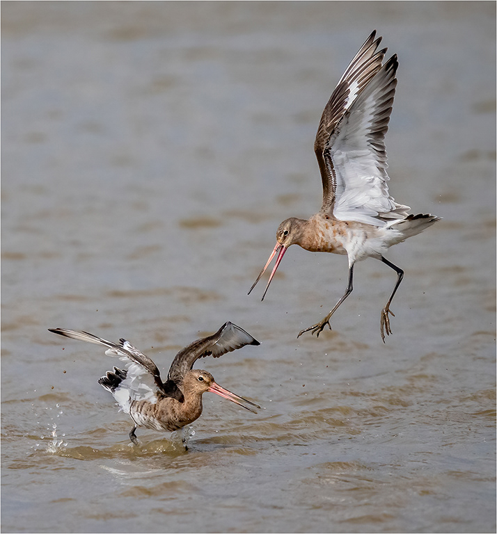 Godwits Fighting