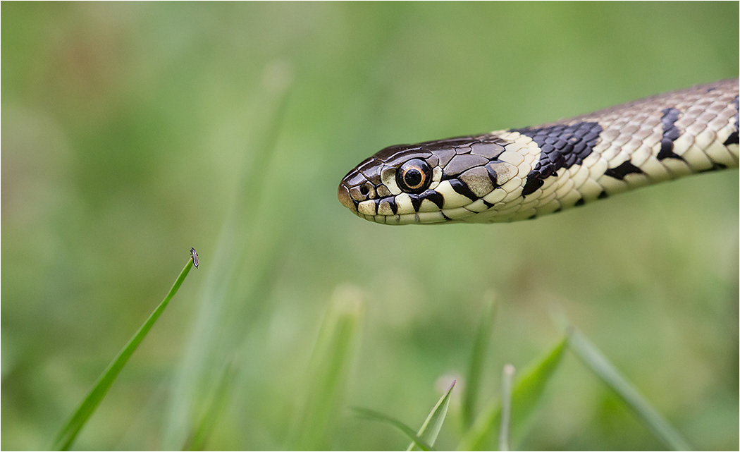 Grass Snake