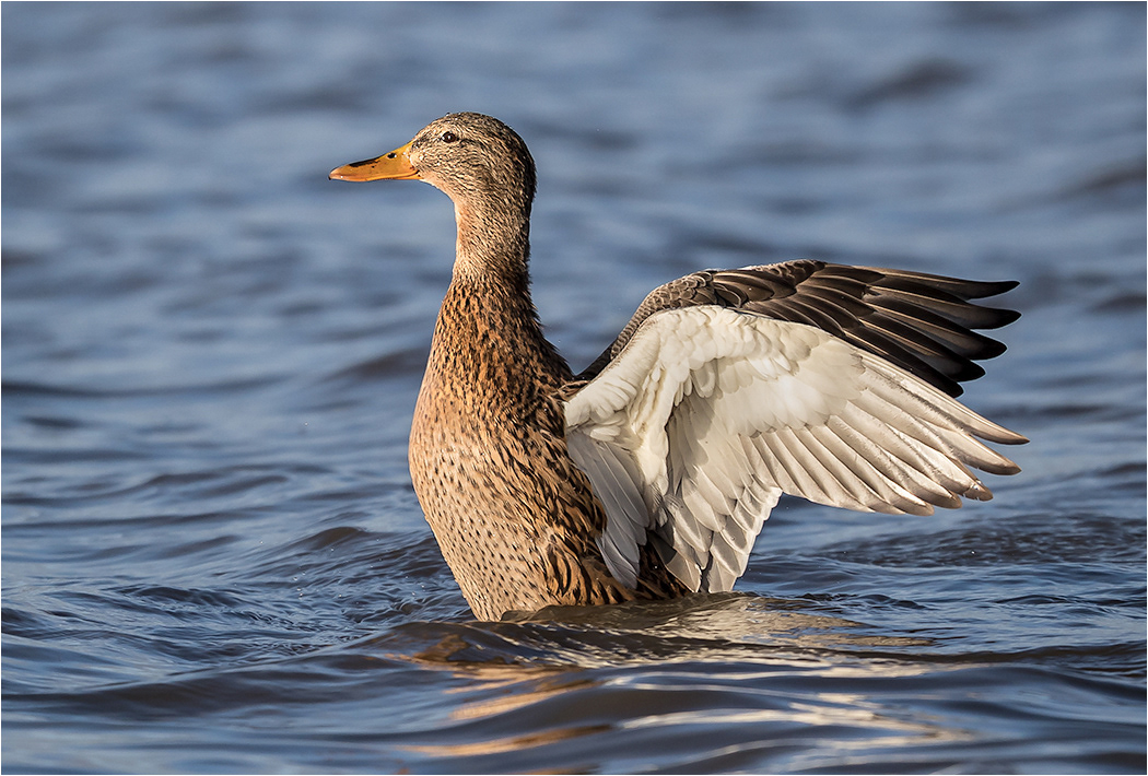 Duck Wing Stretch