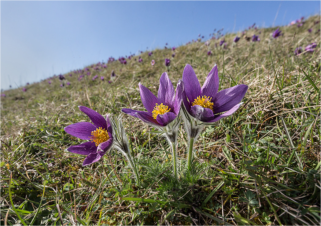 Pasque Flowers