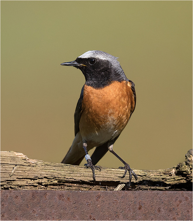 Redstart