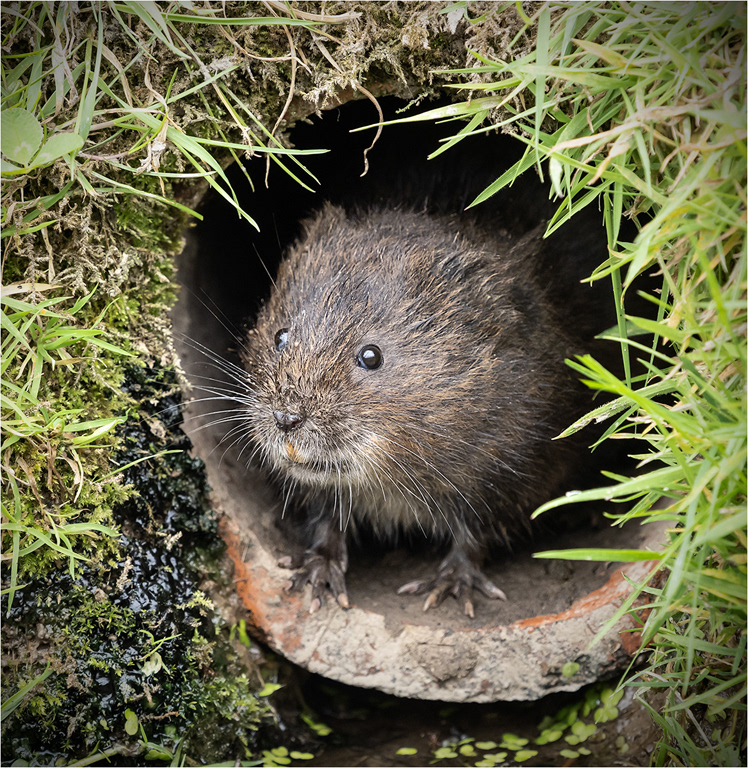 Water Vole