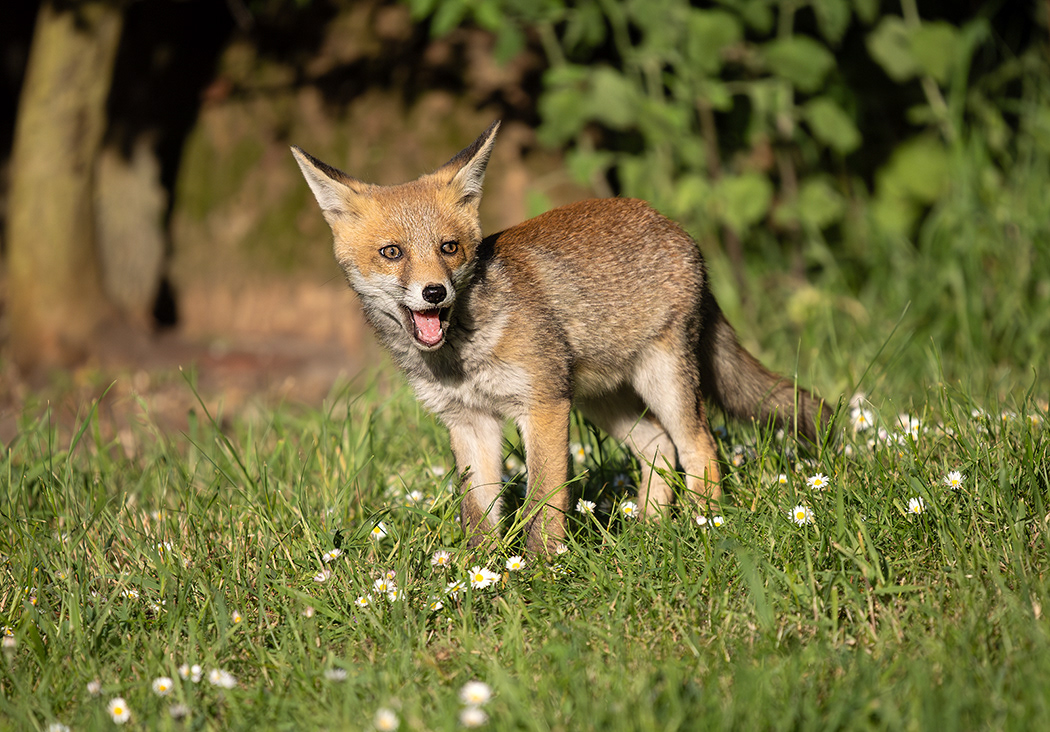 Fox Cub